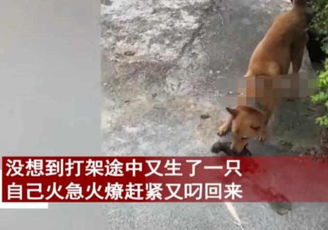 狗妈妈带小狗打架,狗妈妈打狗宝宝