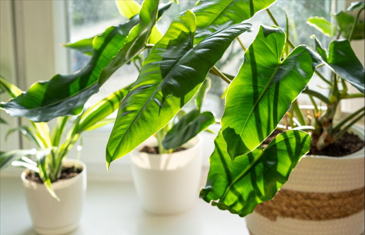 适合养在客厅好养活的绿植,十大最好养的客厅大绿植