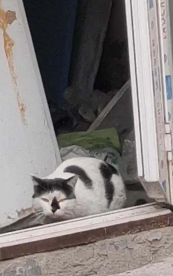 流浪猫度过严寒,流浪猫狗最难熬的日子