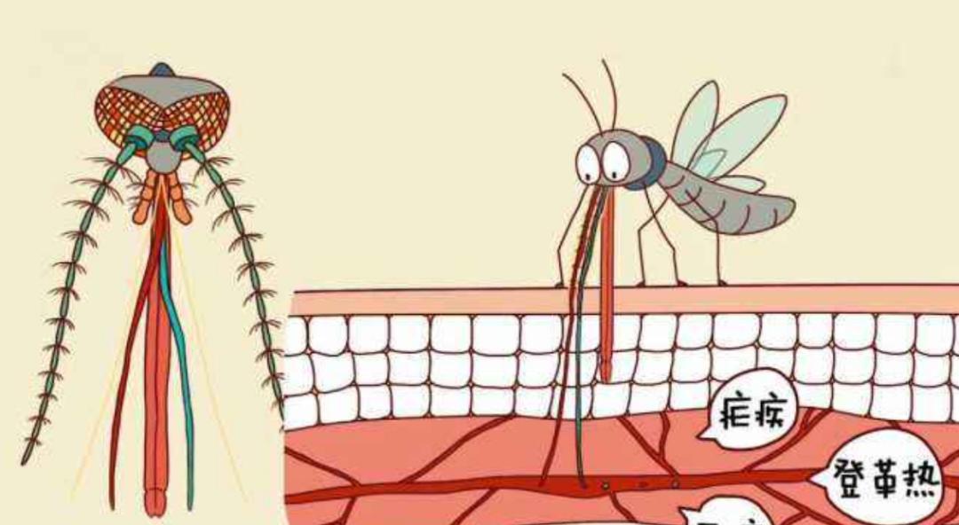 每年杀死人类最多的五种动物,每年杀人最多的六种动物