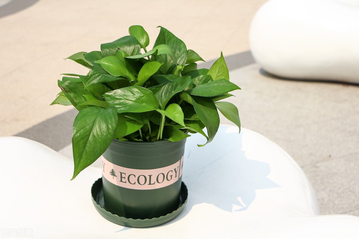 绿萝怎么修剪才能长得更好,绿萝怎样修剪才长得茂盛