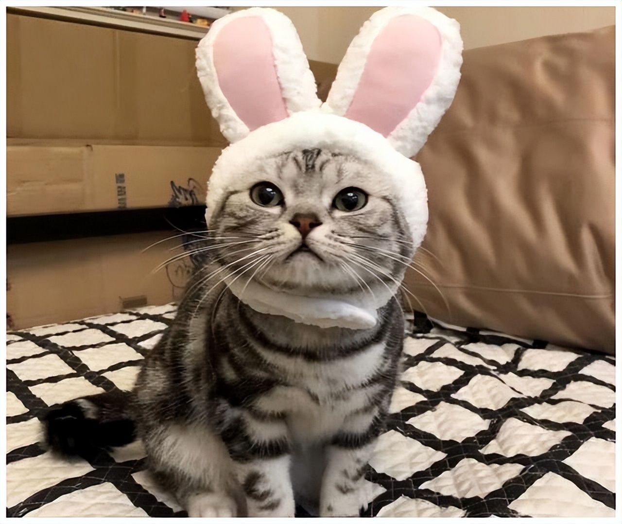 这5种猫便宜又好养,哪些猫又优雅又便宜又好养