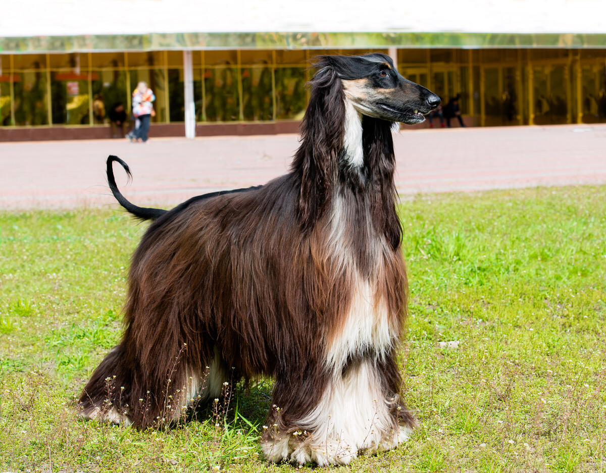 脾气好到爆的六种狗狗你喜欢哪种,狗狗有这7种表现证明你养得很好