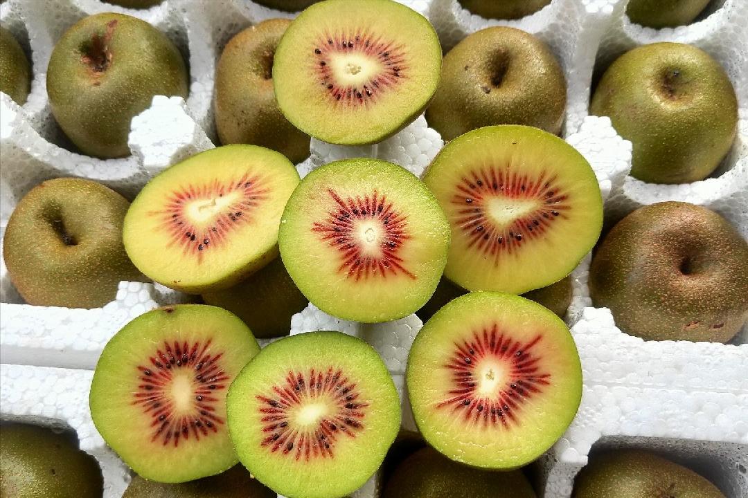 新西兰猕猴桃种植到中国,新西兰猕猴桃国内种植