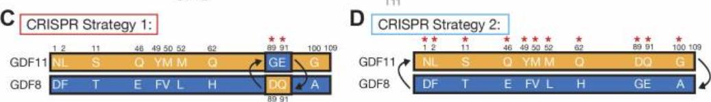 探究GDF11和GDF8氨基酸替代对骨骼发育相关信号通路的实用性研究