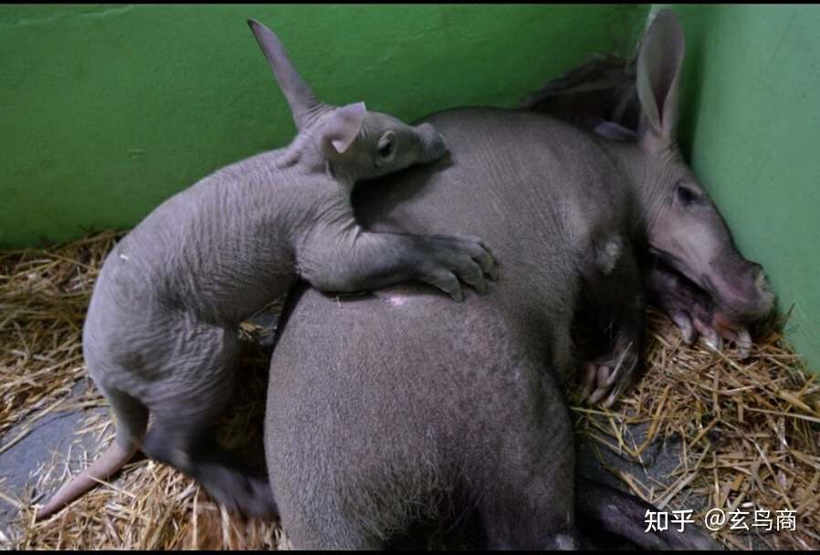 山海经2012白话全译彩图版pdf,山海经海外西经是指哪里