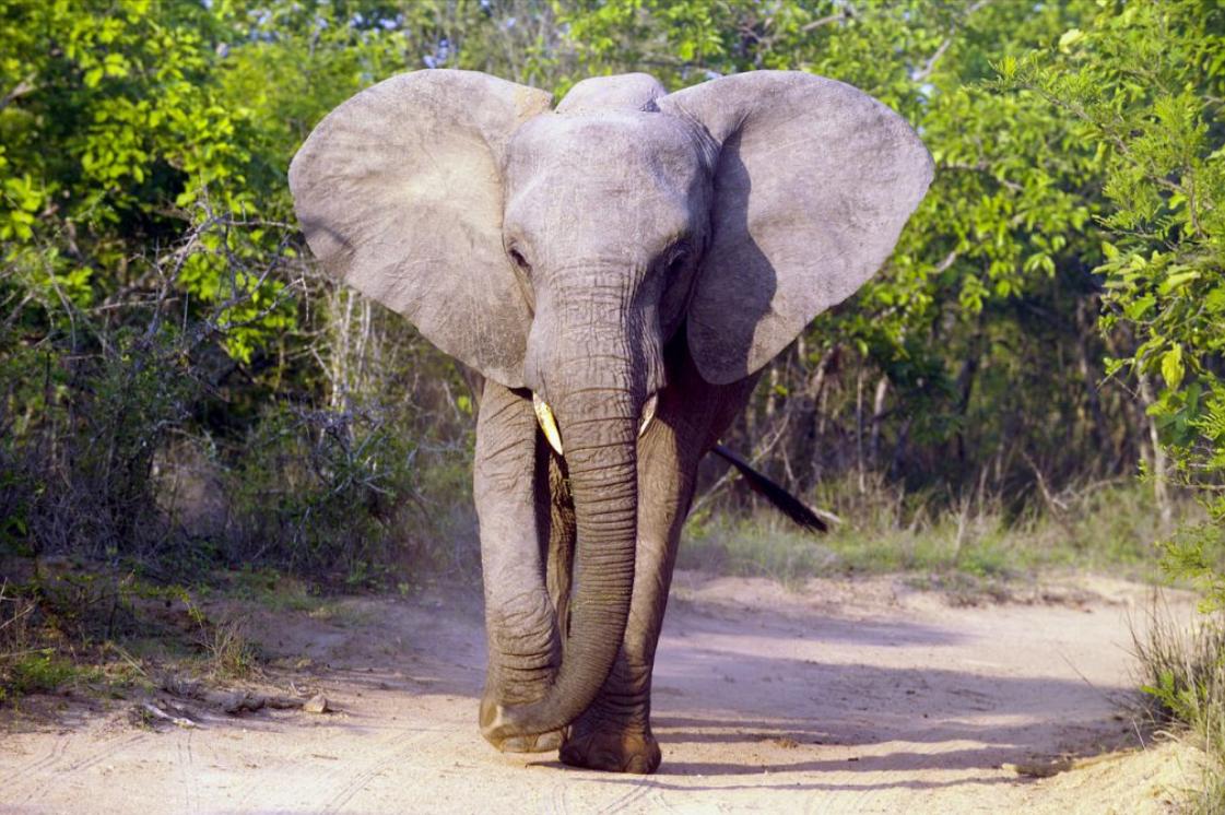 难道是象肉不好吃?大象产肉量是猪的10倍,为何却没有代替猪肉?