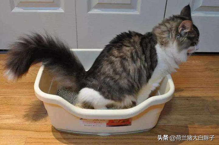 猫咪频繁拉屎什么原因,猫咪频繁拉屎是什么原因