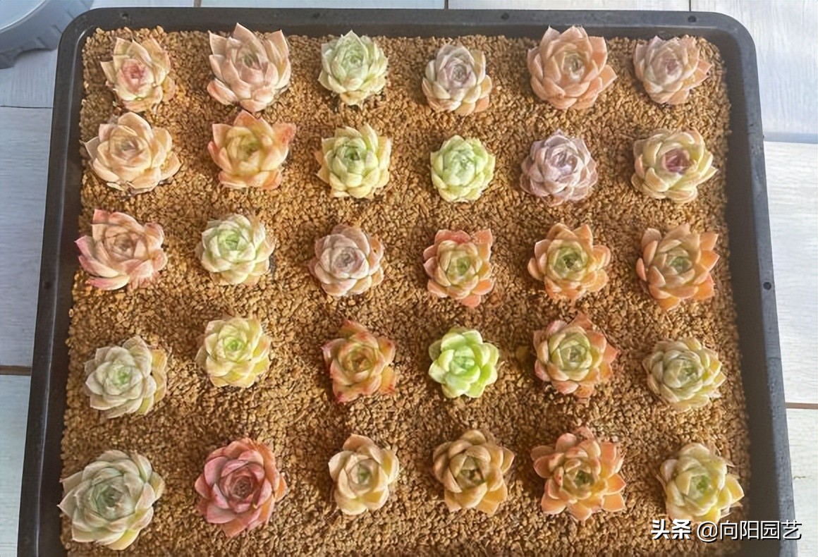 网上买了棵多肉，一天看8遍物流，典型新手小白，多肉大坑很深