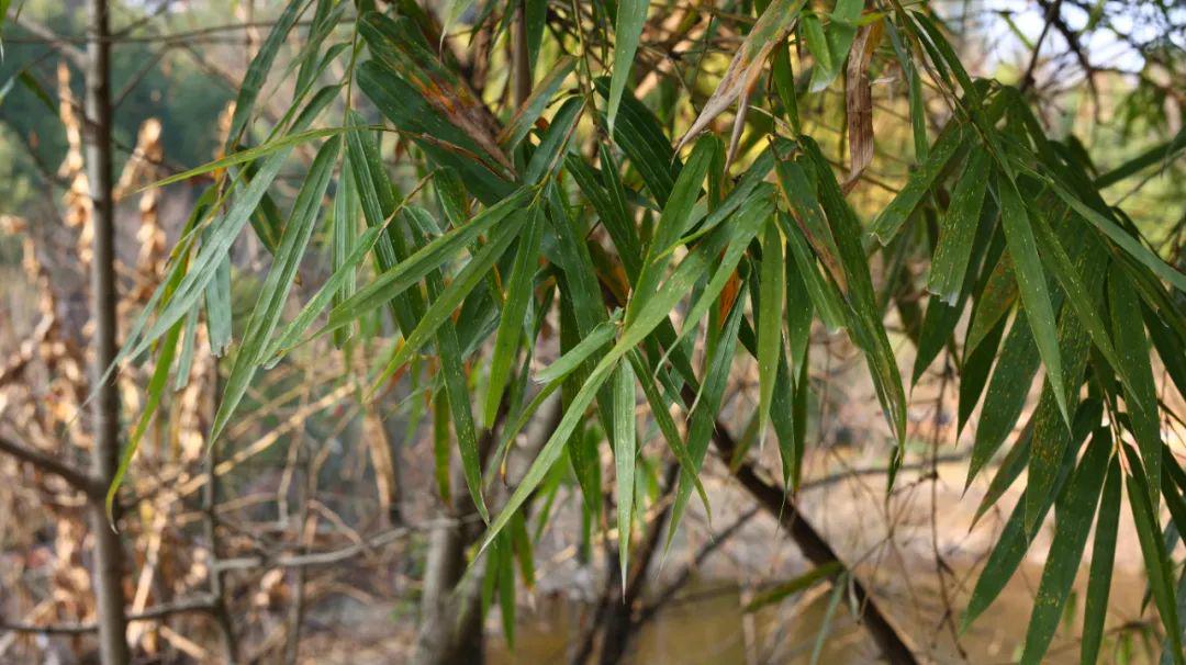 张仲景的千年经方秘方,医圣张仲景最有名的三张药方