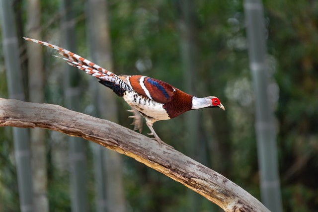 说苑中的哲思小故事（立节篇六）