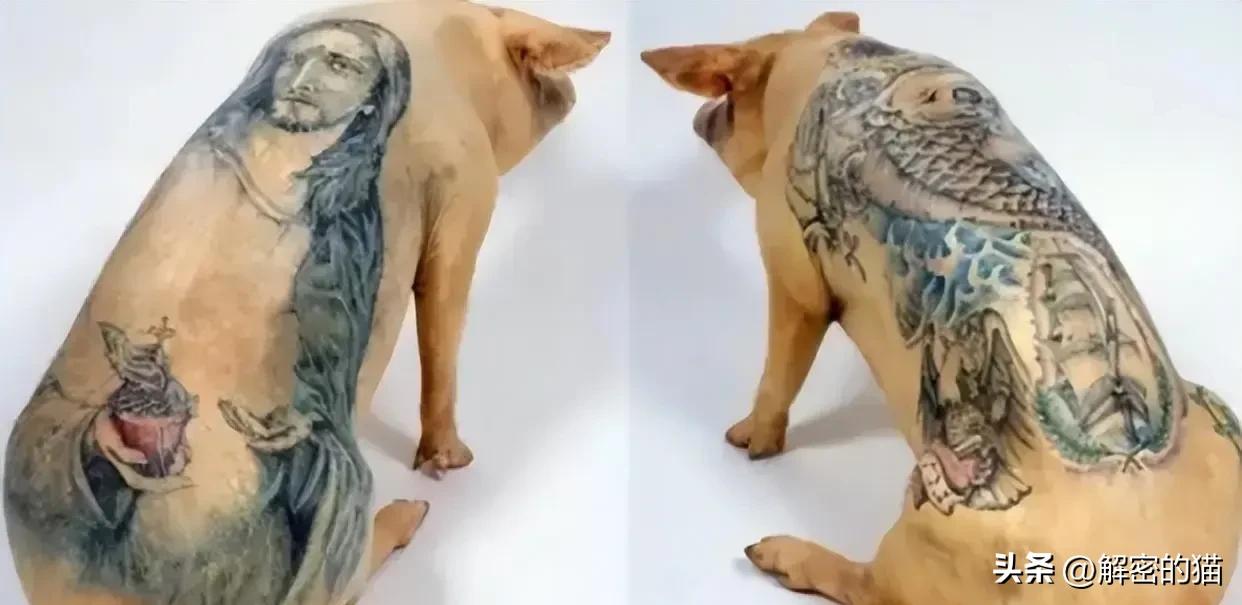 外国小伙给猪纹身,给猪纹身的男人