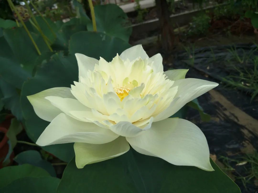 绝美的荷花品种大全图集,超好看荷花品种大型荷花