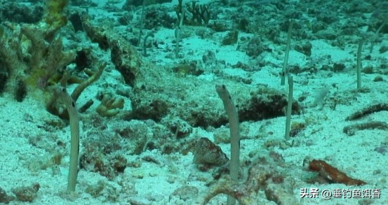 渔民捕捞2000公斤黄鱼卖957万,渔民获2.75公斤野生黄鱼