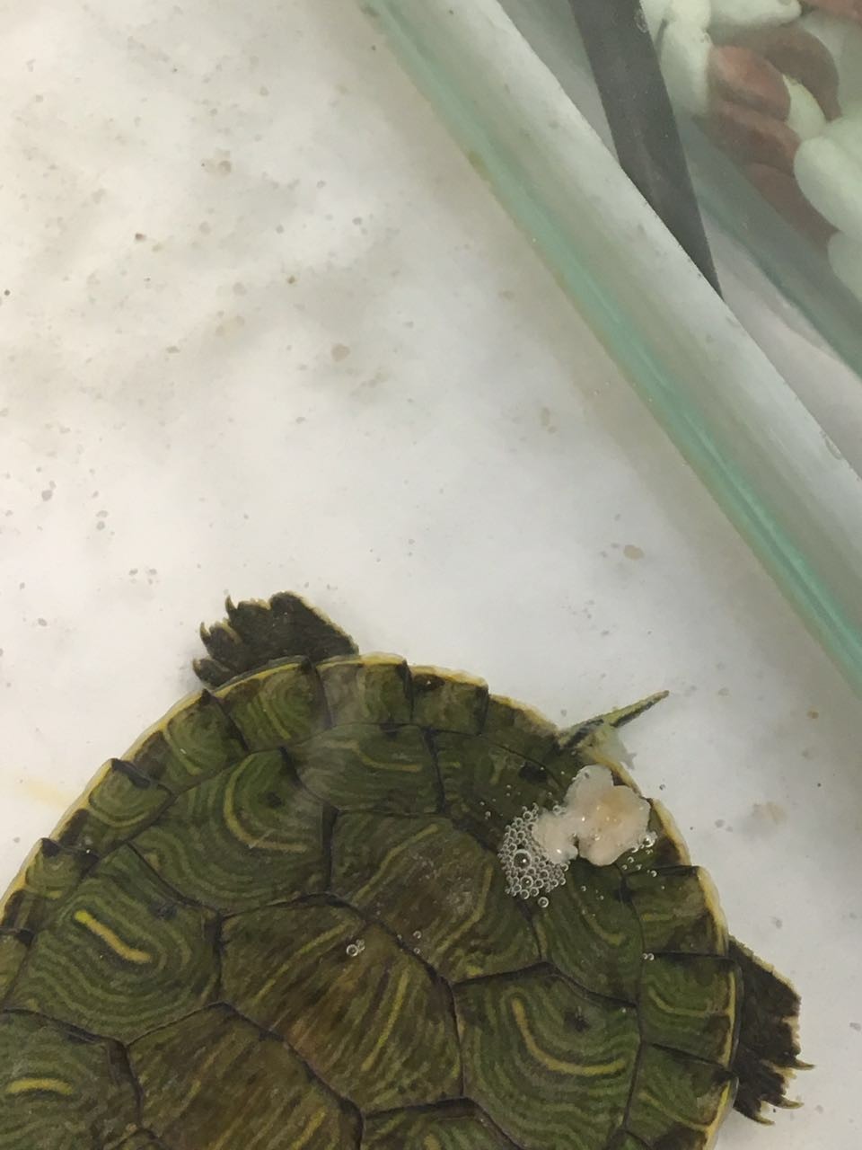 宠物龟得了白眼病怎么治,龟的白眼病该怎么治疗