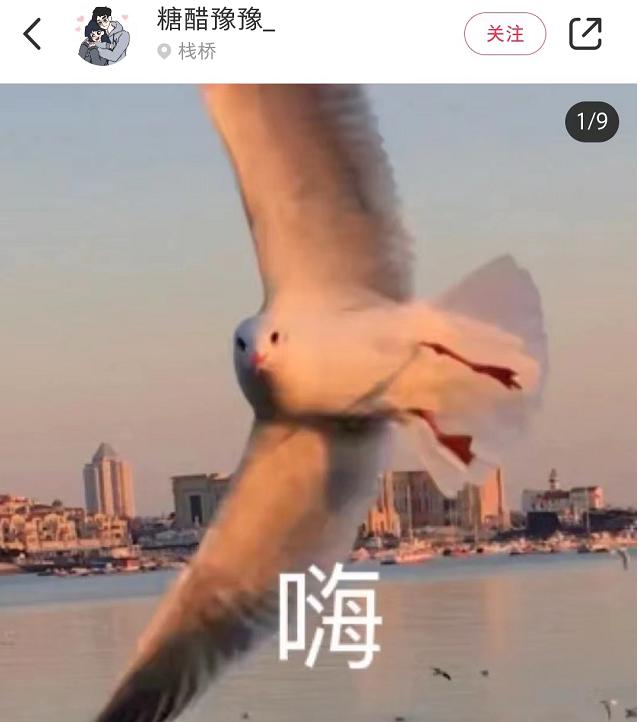 喂过一次大连海鸥，人类就要为自己的弱小羞愧