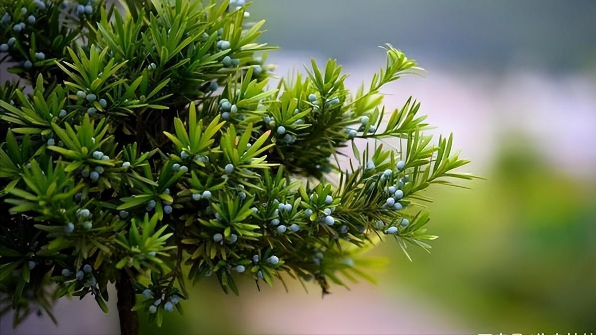 十八罗汉稀有价值,寿命最长的罗汉鱼