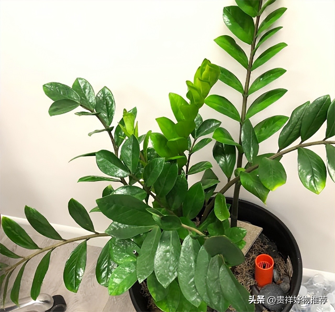 过节家里摆放8种吉祥和福运的花,过年期间适合家庭摆放的花