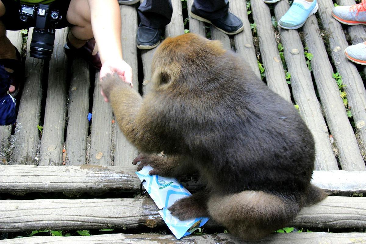 野生金丝猴被人围观,云南昭通发现金丝猴