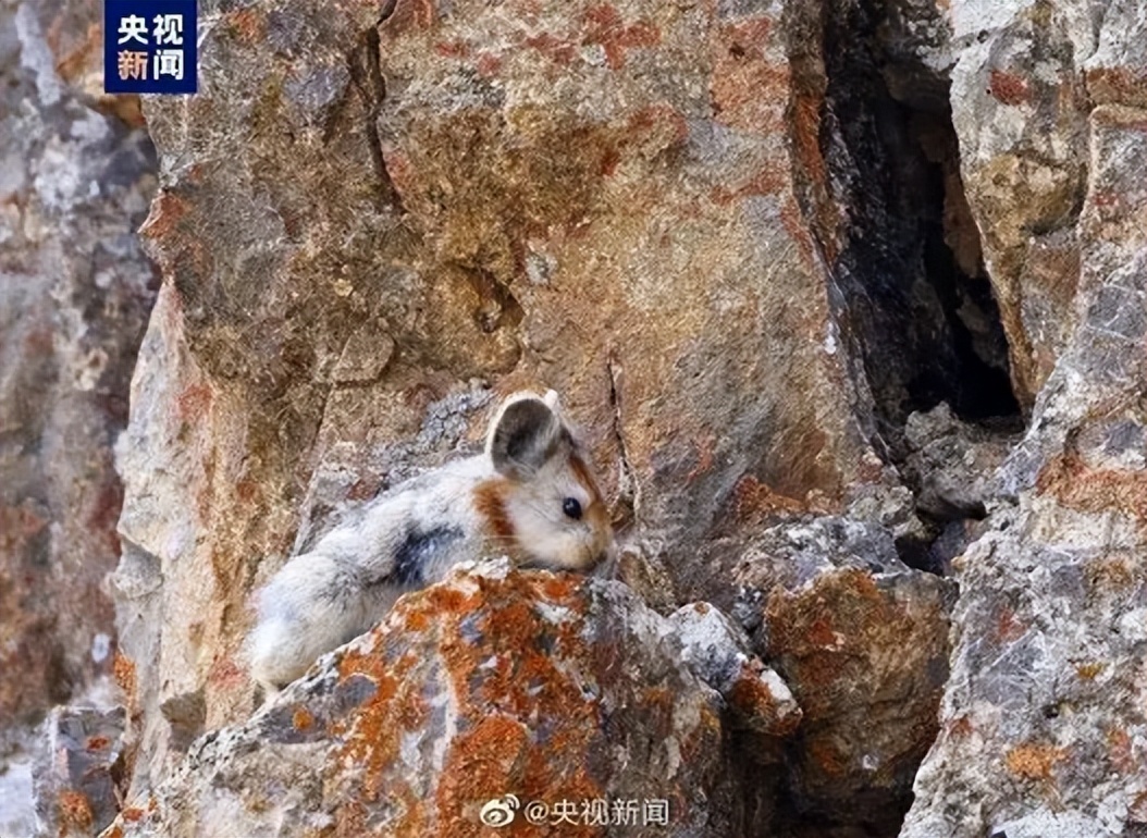 你知道兔子相关的知识吗,兔子真的懂人话吗