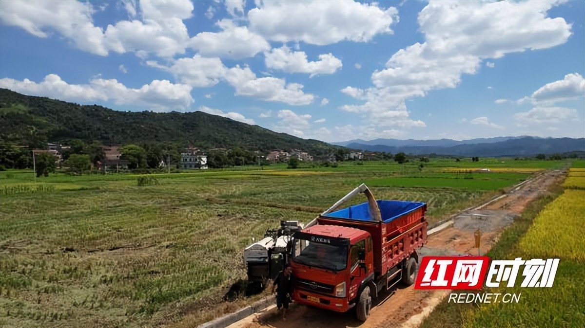 辛巴：供应链强则直播强，祁阳：储粮服务打破粮食产后损耗瓶颈