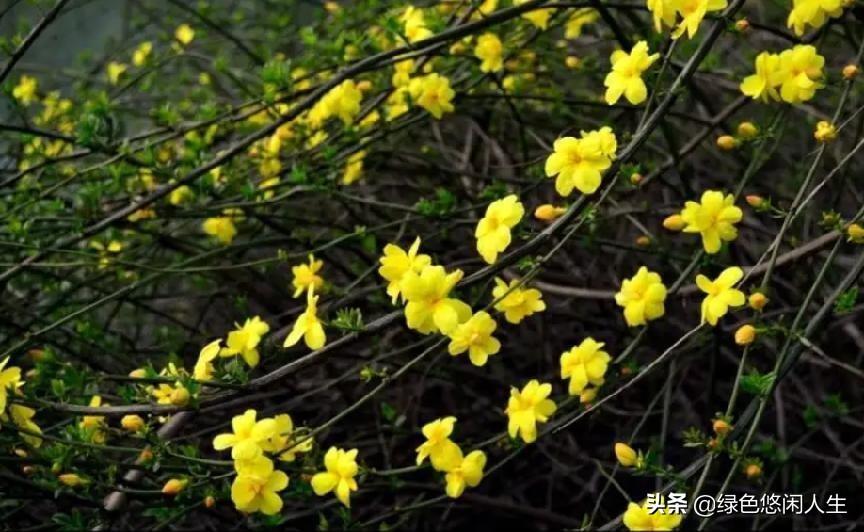 玉堂春富贵指哪些花,玉堂锦绣富贵春寓意