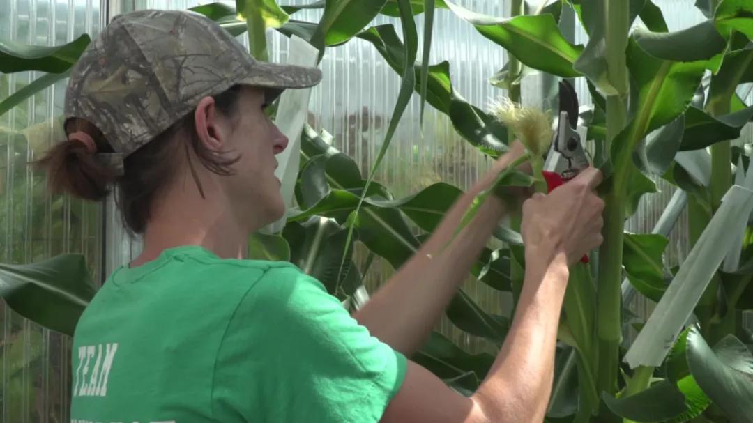 知耕快报｜高GABA基因编辑番茄日本上市；植物工厂种植可可树