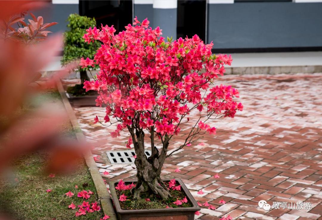 有一种春光叫杜鹃花,春天漫山遍野的杜鹃花开