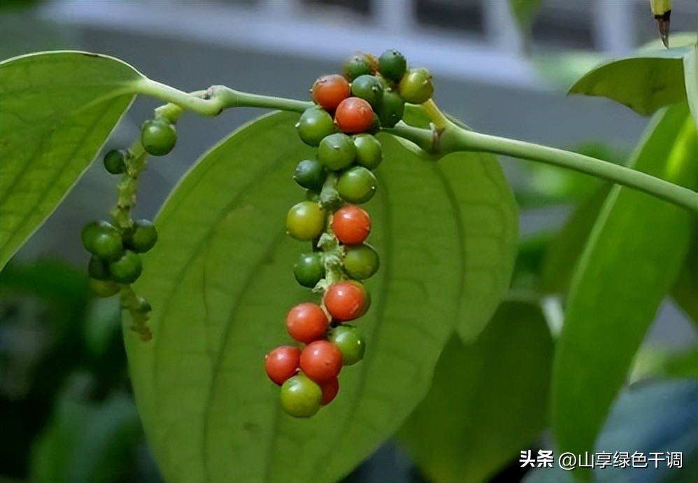 白胡椒作为香料的主要作用,香料黑胡椒的最佳绝配是什么