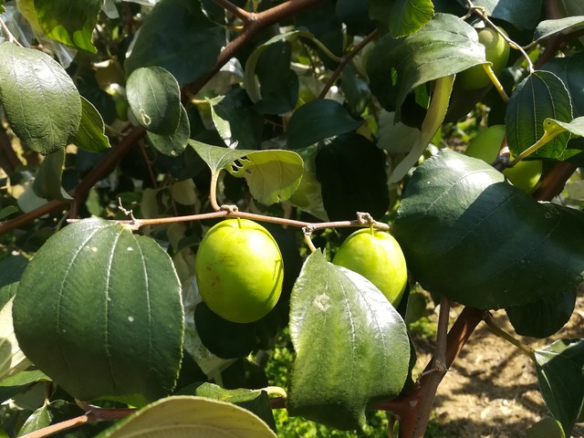 枣子很硬是什么原因,枣子为啥不甜还有点干