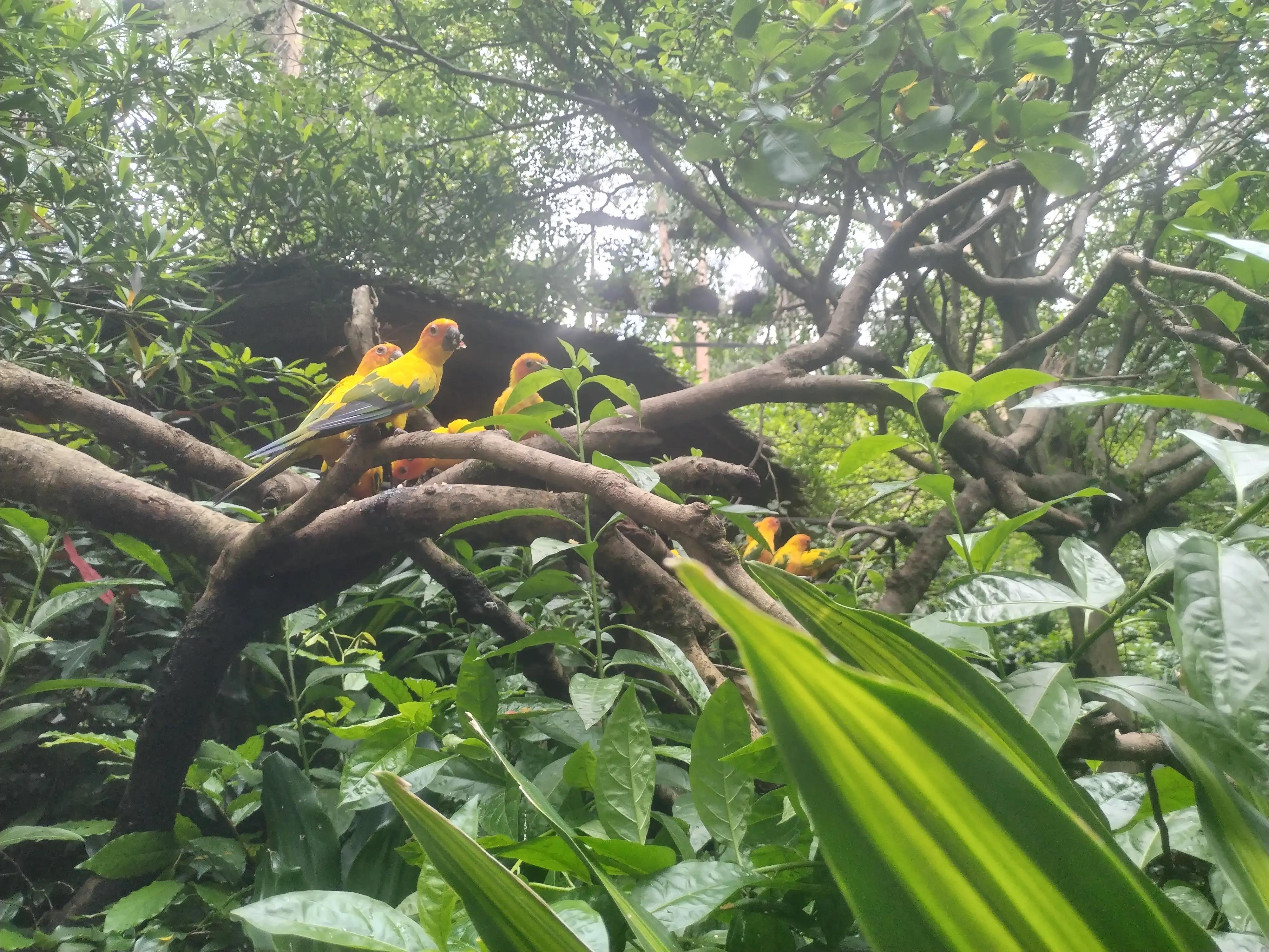 广州长隆野生动物世界景点图片,游广州长隆野生动物世界游记