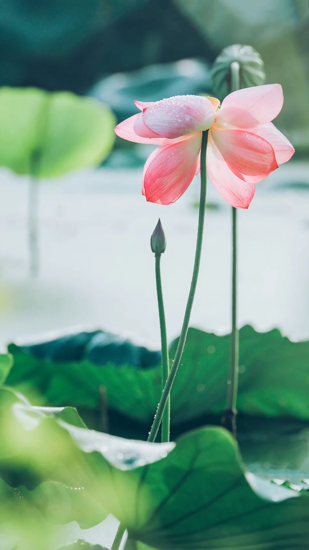 荷风莲香唯美了整个夏天的下一句,最美荷花诗词大全简单一点