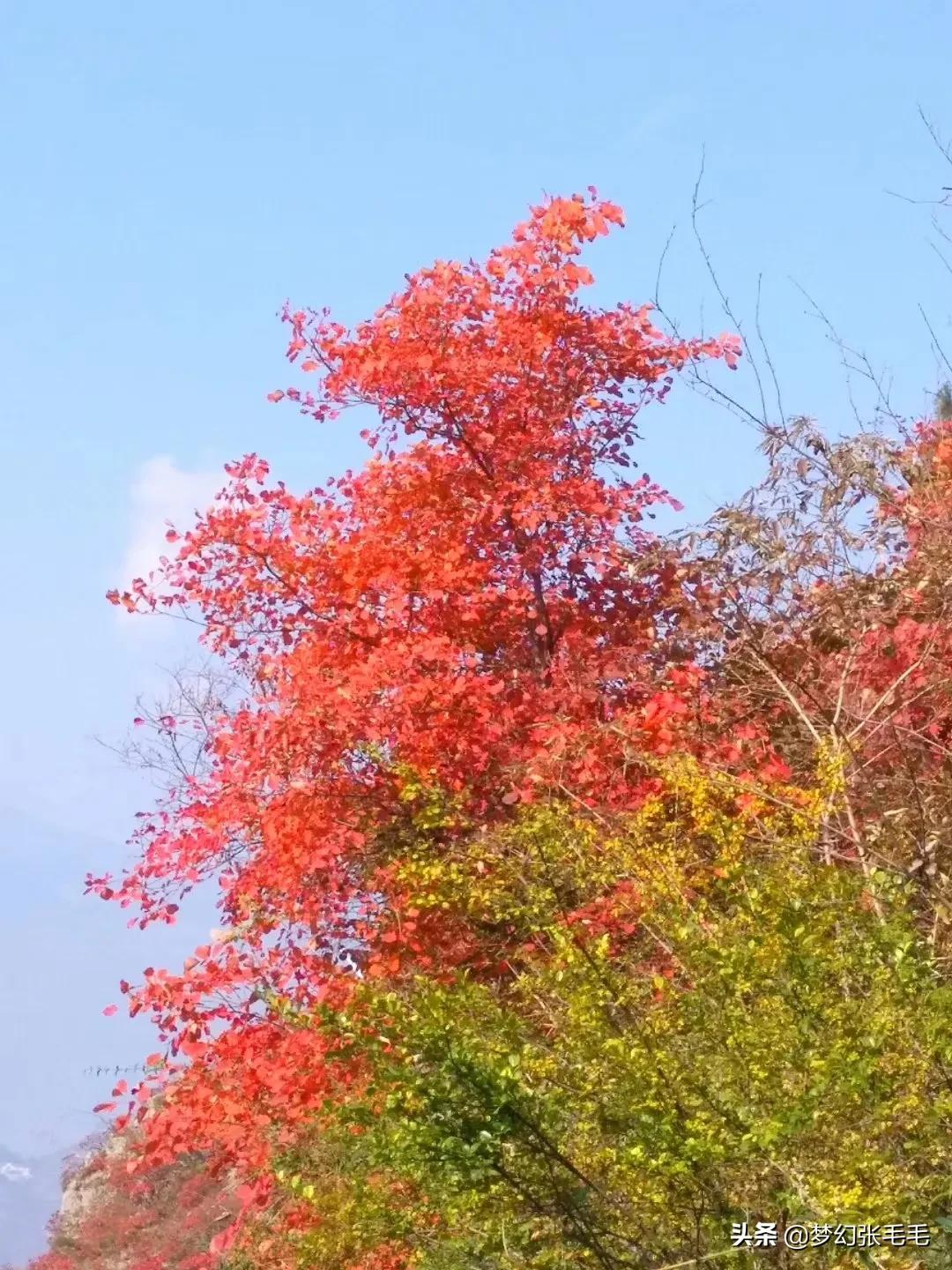 巫山观红叶全部视频,巫山红叶观景点
