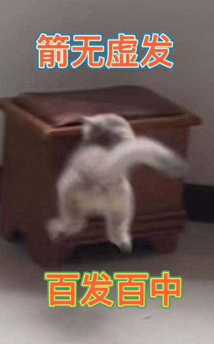 驴得水小朋友是智障猫吗,全网公认的智障猫怕水