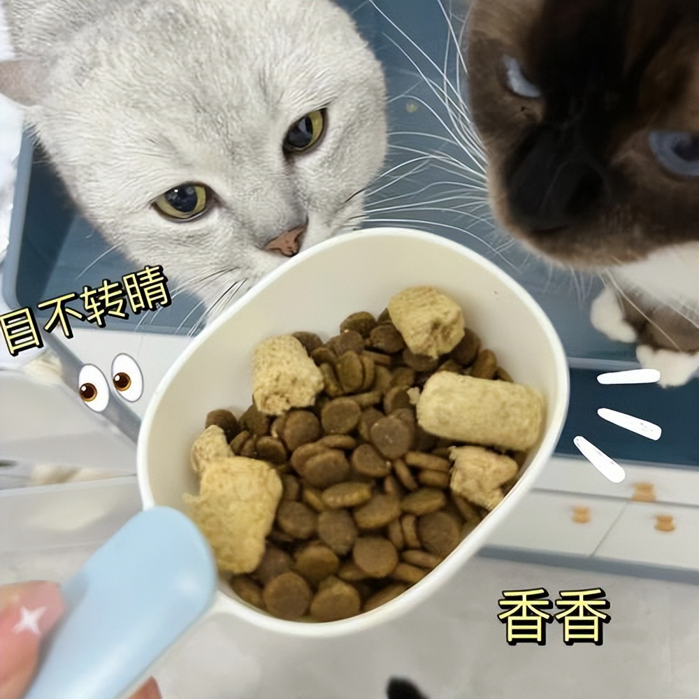 猫咪的胡子正常是怎样的,猫咪的胡须小知识