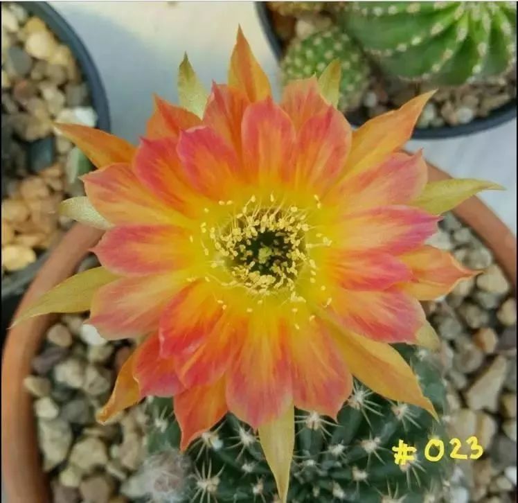 200种·仙人球开花图鉴，大开眼界，美到爆