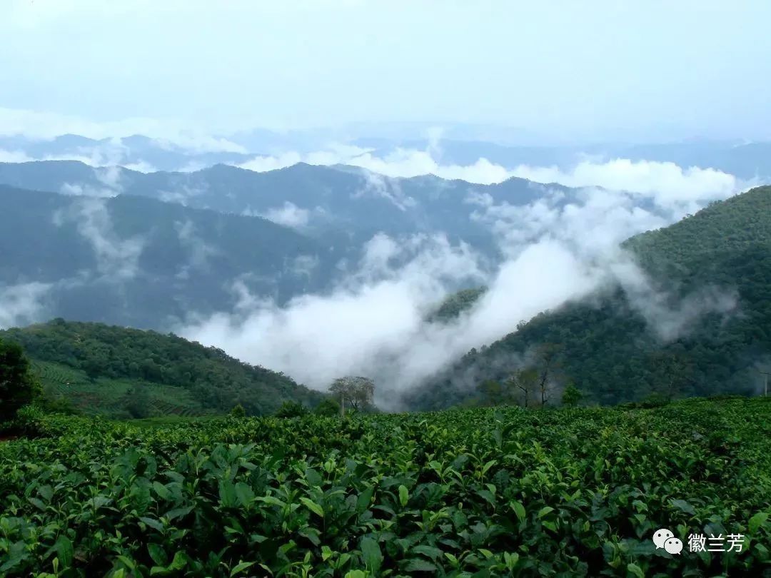 全国十大魅力茶乡有哪里,美丽的家乡茶乡