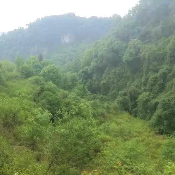 赵开洪|山野的味道