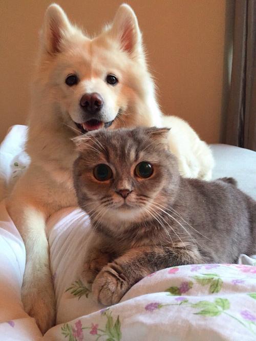 苏州海关查获枚濒危蝴蝶标本,海关查获259管昆虫标本