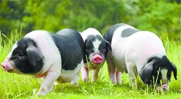 湖南长沙市宁乡市有几个区,湖南长沙市宁乡市横市镇申明村