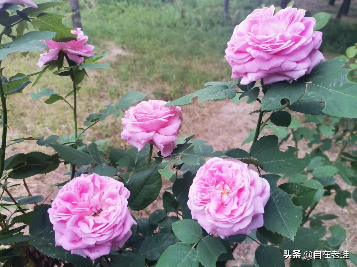 说点儿人话，读点儿诗歌，养点儿美味