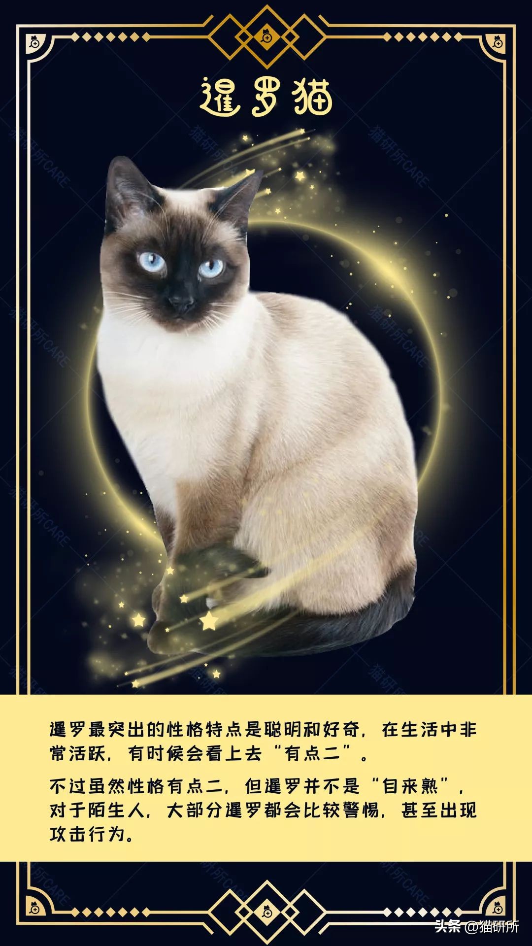 暹罗母猫和英短会生什么样的小猫,英短和暹罗配出来的猫大了什么样