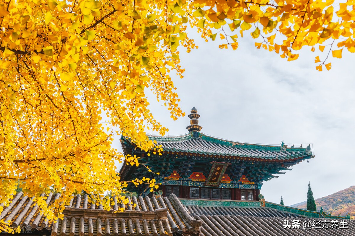 野生药材是真的吗,为什么药材没有效果