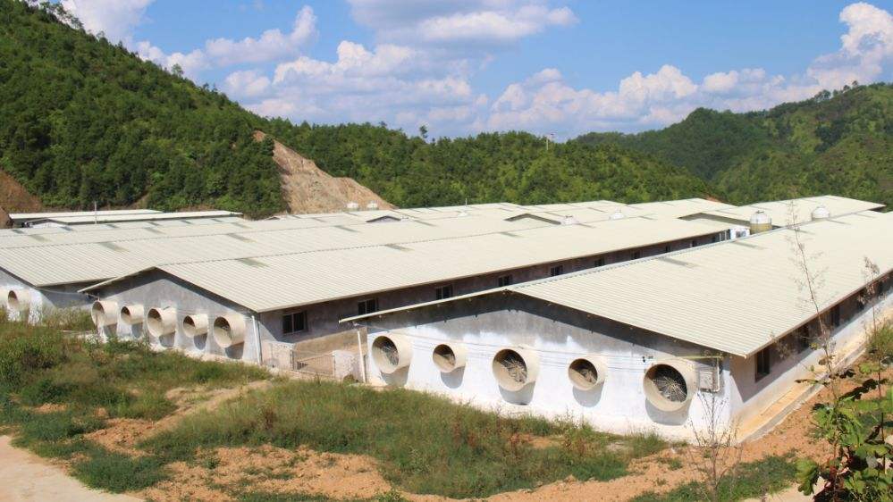 怎样建猪舍,怎样建猪舍才能好喂猪且好管理