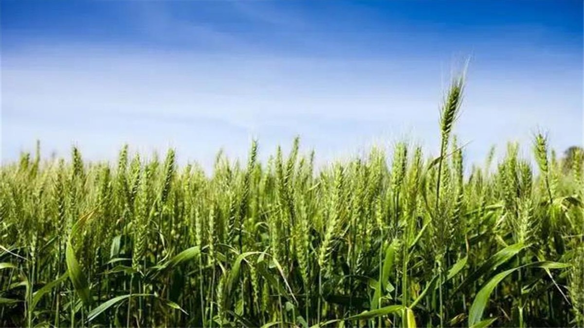 河南严禁任何毁麦事件发生,河南省严禁毁麦事件