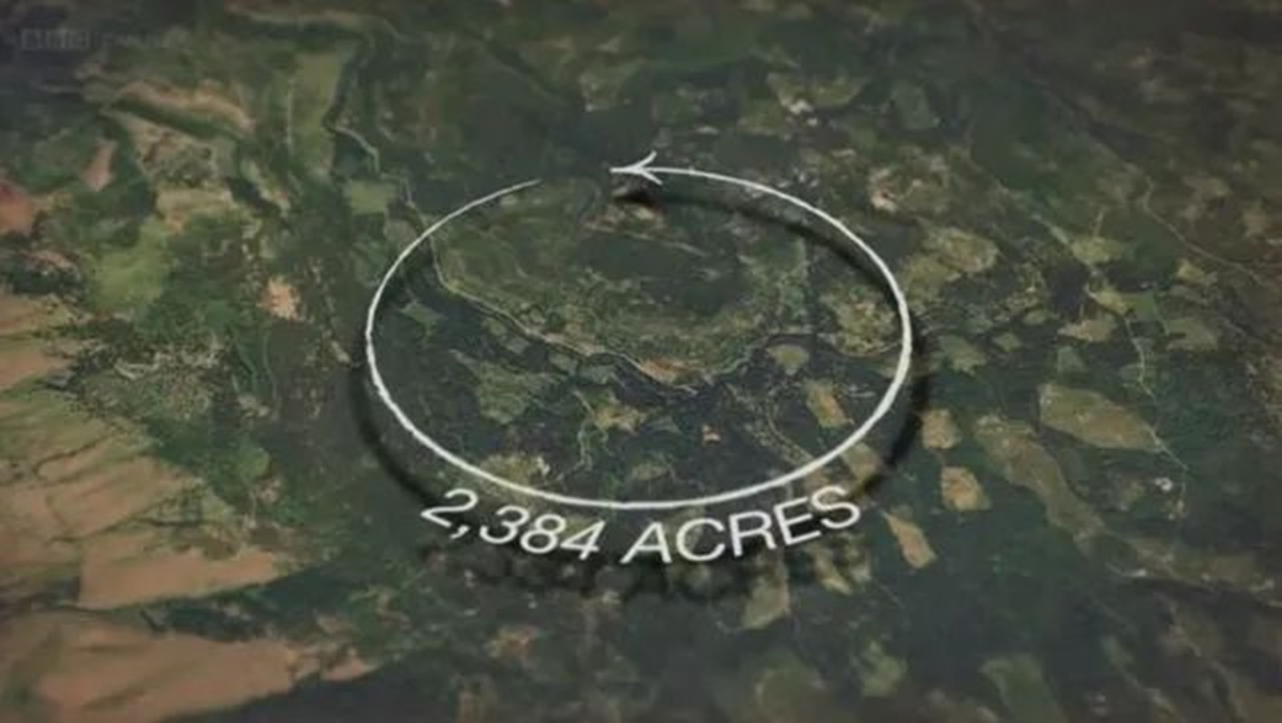 全球最大生命体活了近8000岁,世界上最大的生命体