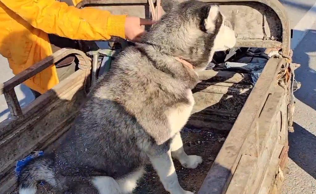 哈士奇被狗主人亲手送进狗贩子,哈士奇被狗贩子卖掉