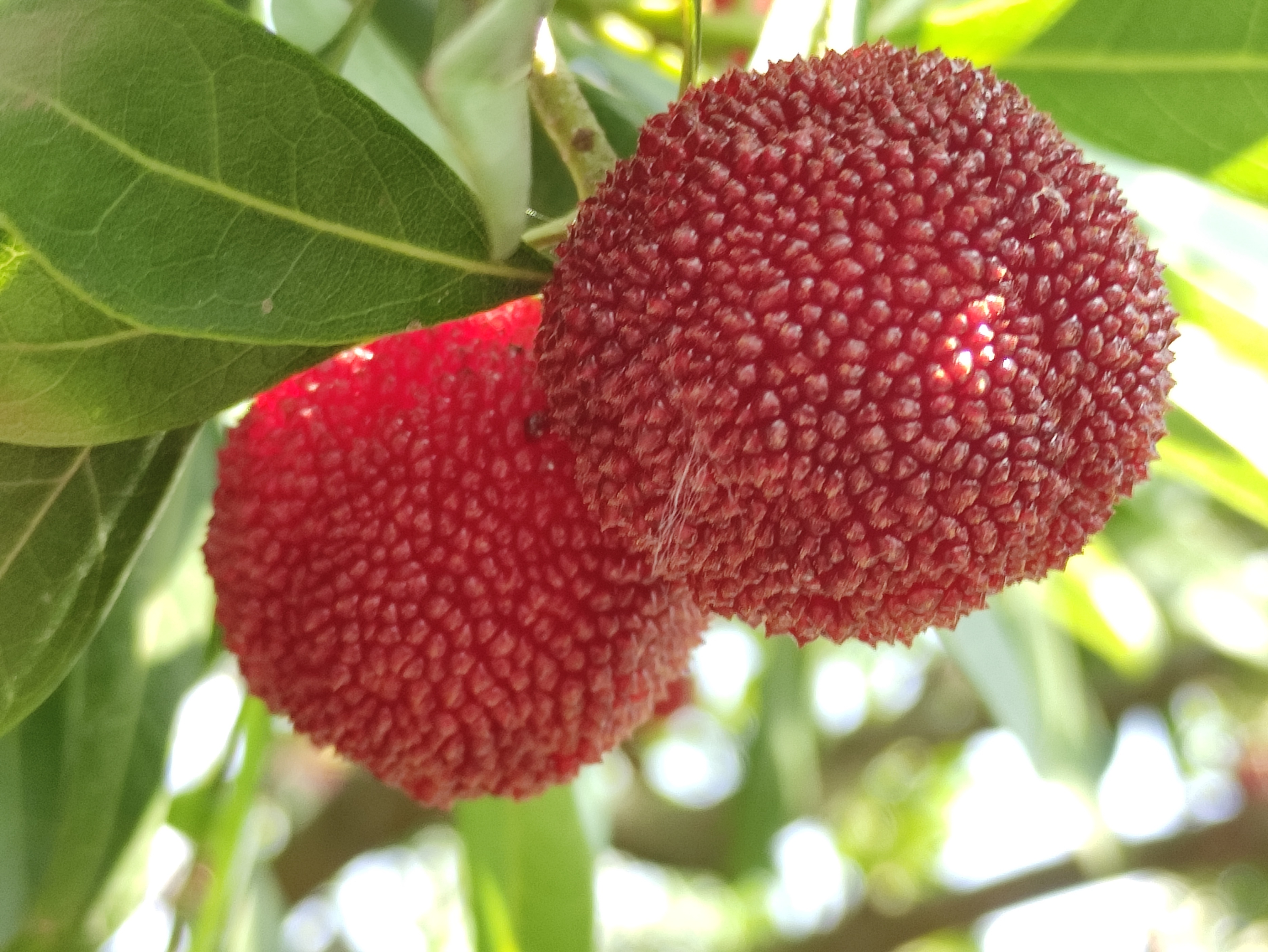 苏州东山杨梅几月份成熟,苏州东山杨梅还是西山杨梅好吃