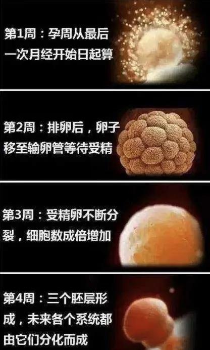 胎宝宝每个月发育全过程图,胎宝宝1到10个月变化过程