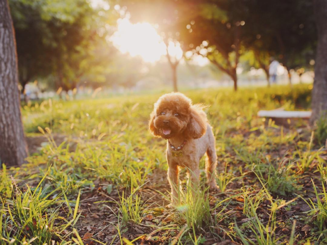泰迪褪色怎么恢复,泰迪褪色怎么能恢复原样